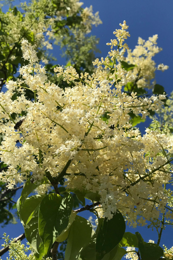 Syringa reticulata 'Ivory Silk'
