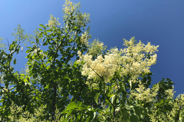 Syringa reticulata 'Ivory Silk'