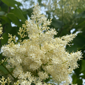 Syringa reticulata 'Ivory Silk'