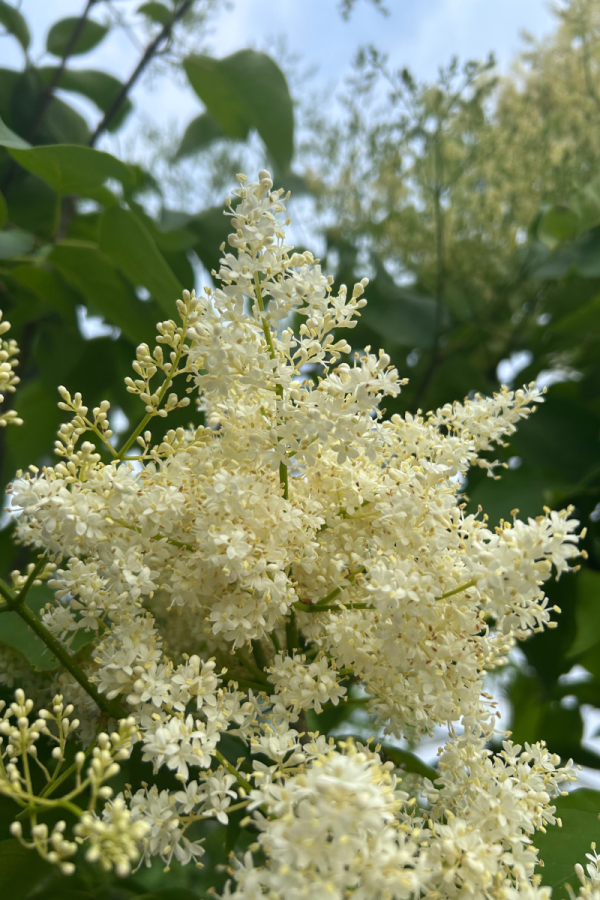 Syringa reticulata 'Ivory Silk'