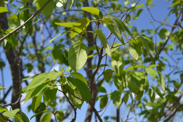 Syringa reticulata 'Ivory Silk'