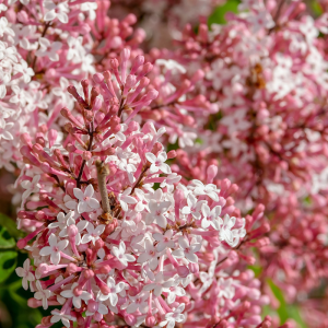 Syringa 'Tinkerbelle'