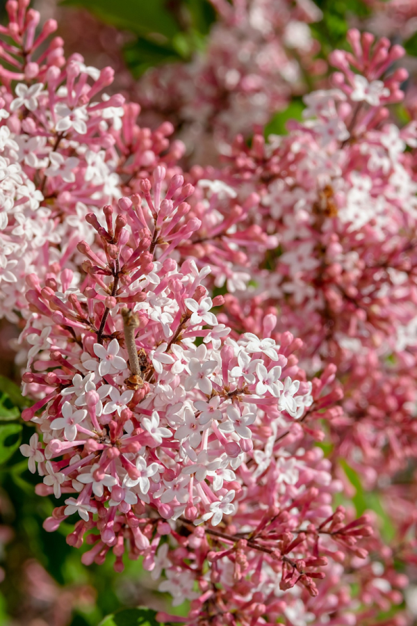 Syringa 'Tinkerbelle'