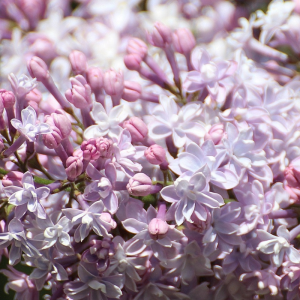 Syringa vulgaris