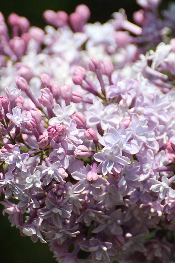 Syringa vulgaris