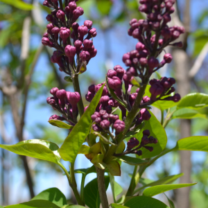 Syringa vulgaris 'Charles Joly'