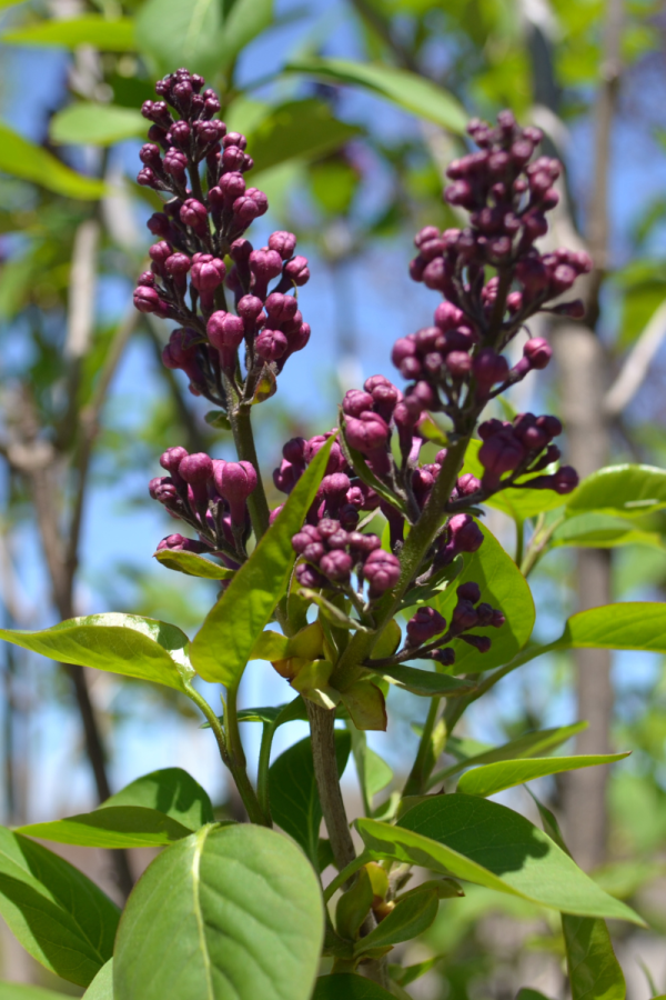 Syringa vulgaris 'Charles Joly'