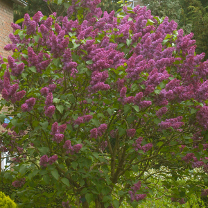 Syringa vulgaris 'Charles Joly'