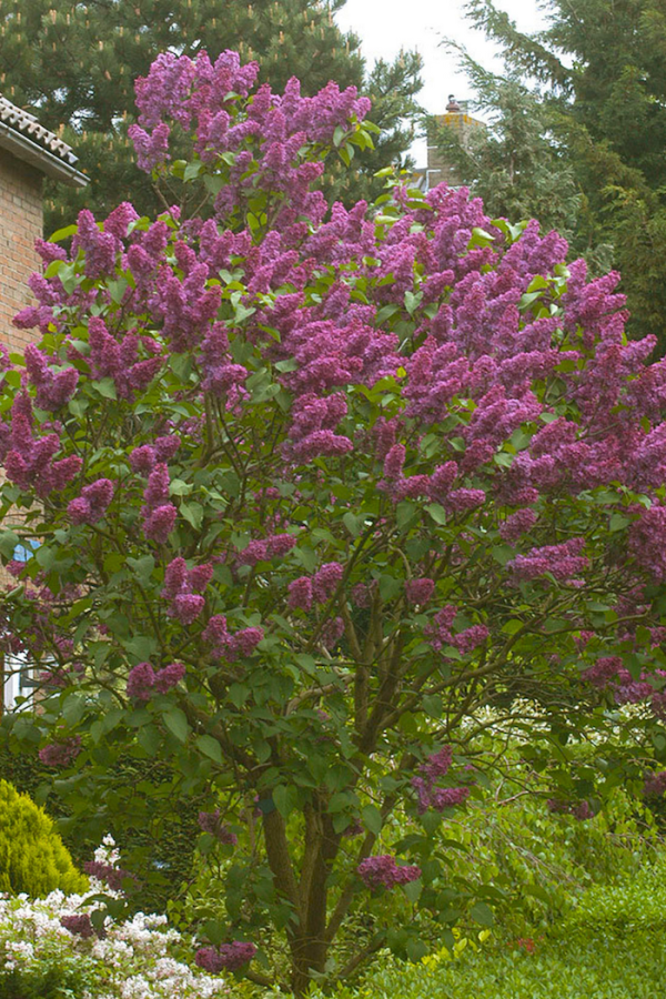 Syringa vulgaris 'Charles Joly'