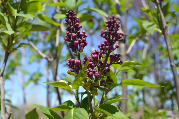 Syringa vulgaris 'Charles Joly'