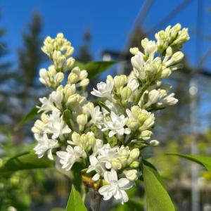Syringa vulgaris 'Mme Lemoine'