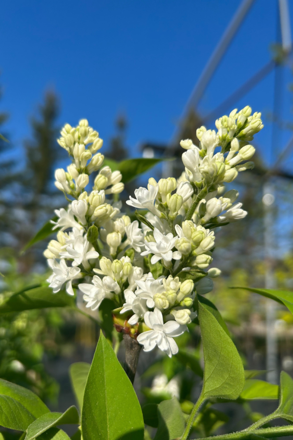 Syringa vulgaris 'Mme Lemoine'