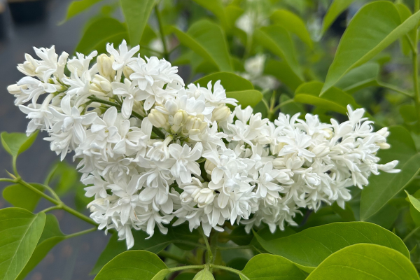 Syringa vulgaris 'Mme Lemoine'