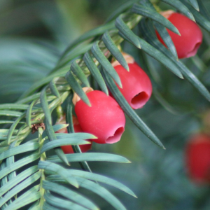 Taxus cuspidata 'Capitata'