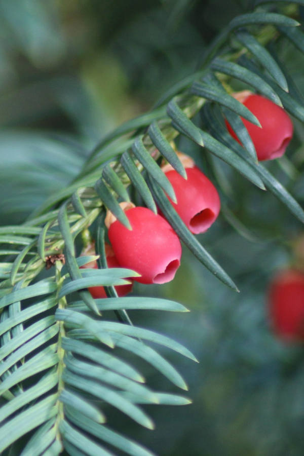 Taxus cuspidata 'Capitata'