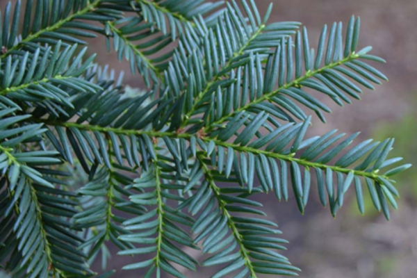 Taxus cuspidata 'Capitata'
