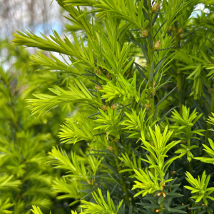 Taxus x media 'Hicksii'