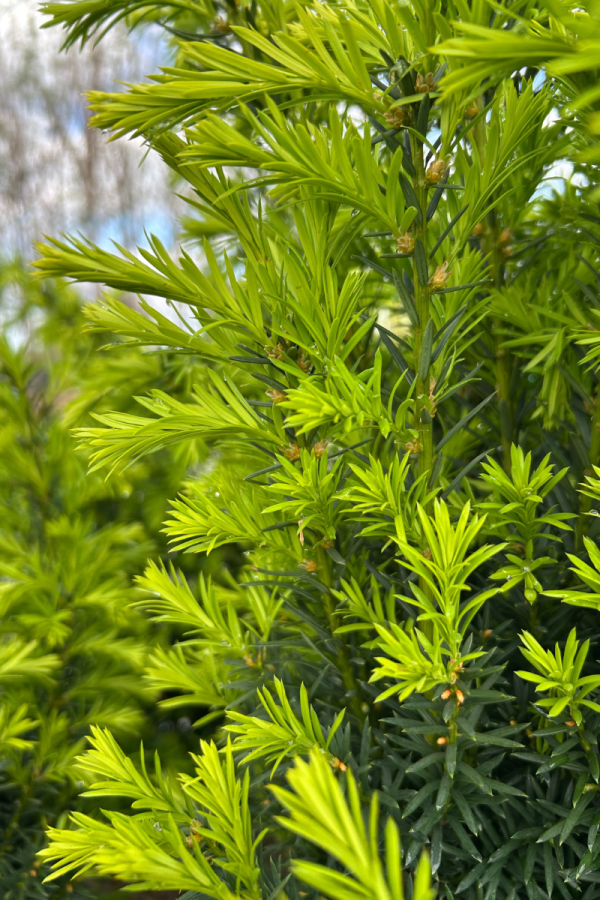Taxus x media 'Hicksii'