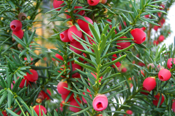 Taxus x media 'Hicksii'