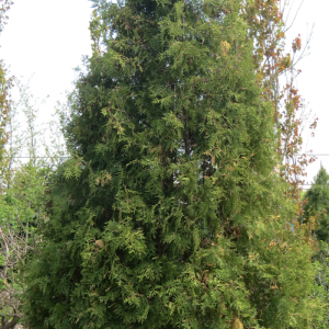 Thuja occidentalis