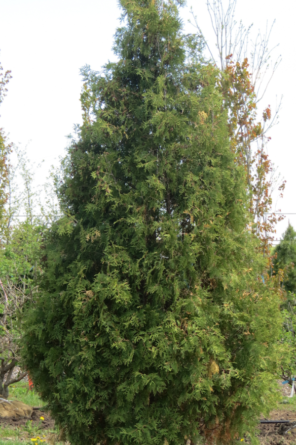 Thuja occidentalis