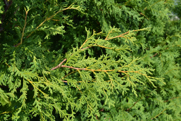 Thuja occidentalis
