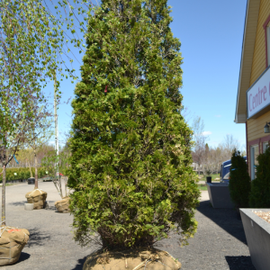 Thuja occidentalis 'Fastigiata'