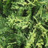 Thuja occidentalis 'Fastigiata'