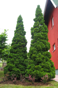 Thuja occidentalis 'Holmstrup'
