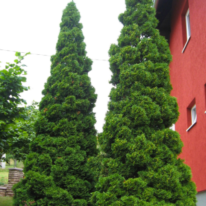 Thuja occidentalis 'Holmstrup'