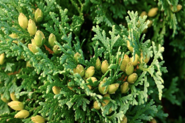 Thuja occidentalis 'Holmstrup'