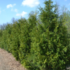 Thuja occidentalis 'Nigra'