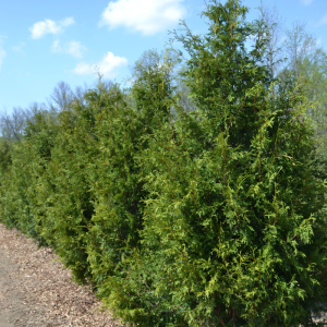 Thuja occidentalis 'Nigra'