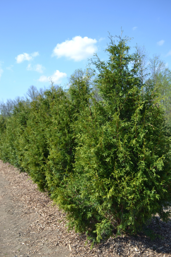 Thuja occidentalis 'Nigra'