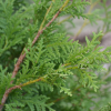 Thuja occidentalis 'Nigra'