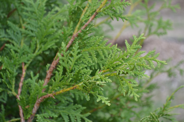 Thuja occidentalis 'Nigra'