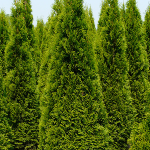 Thuja occidentalis 'Smaragd'