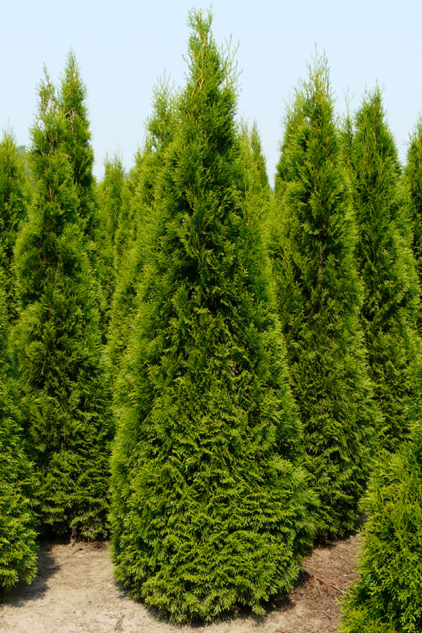 Thuja occidentalis 'Smaragd'