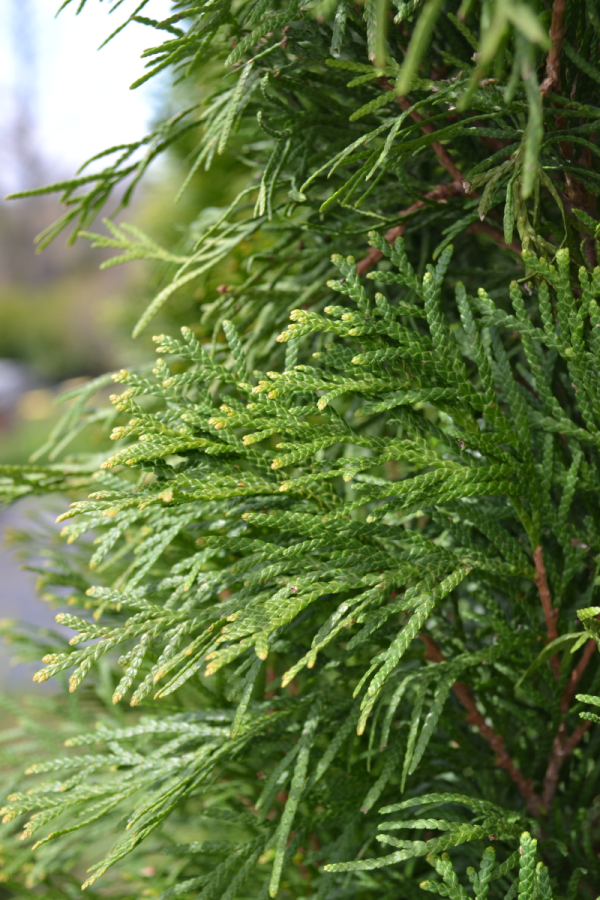 Thuja occidentalis 'Smaragd'