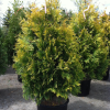 <b><i>Thuja occidentalis 'Sunkist' </b></i><br>Thuya occidental 'Sunkist'