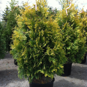 <b><i>Thuja occidentalis 'Sunkist' </b></i><br>Thuya occidental 'Sunkist'