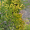 Thuja occidentalis 'Sunkist'