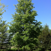 Tilia americana 'Redmond'