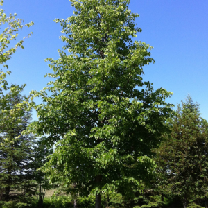 Tilia americana 'Redmond'