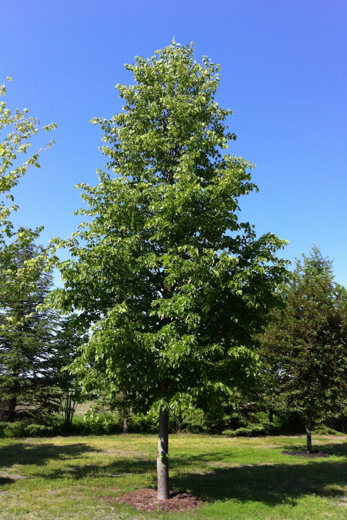 Tilia americana 'Redmond'