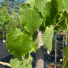 Tilia americana 'Redmond'