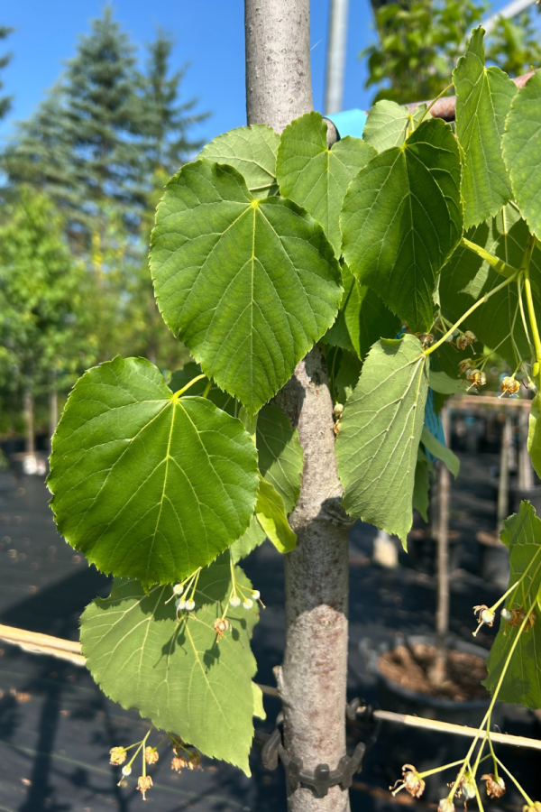 Tilia americana 'Redmond'