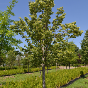 Tilia cordata 'Glenleven'
