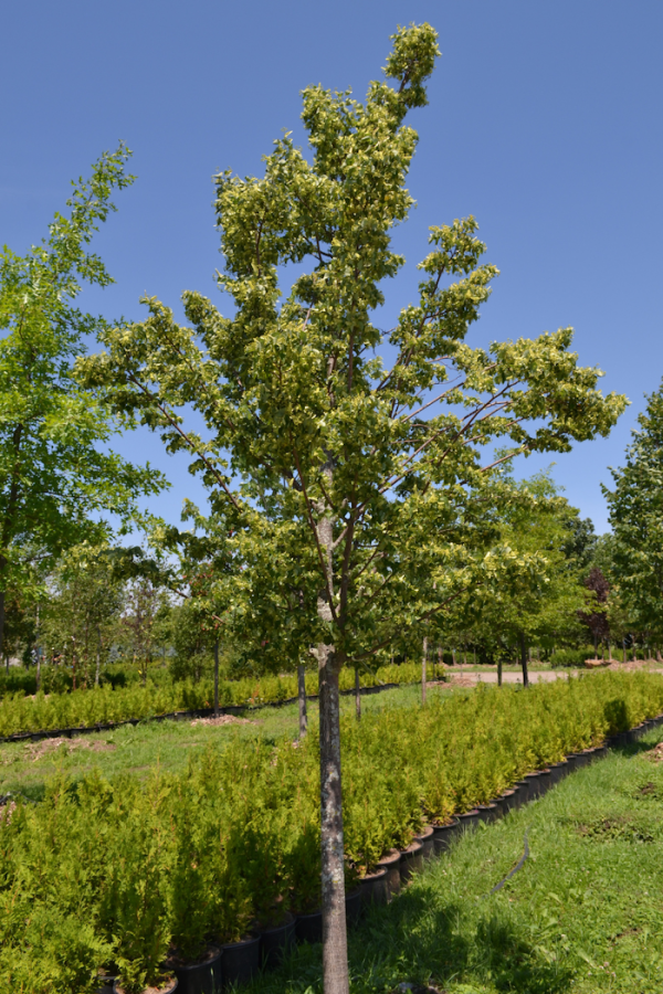 Tilia cordata 'Glenleven'