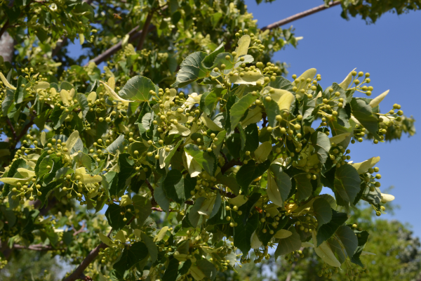 Tilia cordata 'Glenleven'